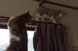 01.gif