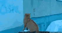 02.gif