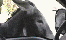 04.gif