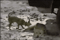 06.gif