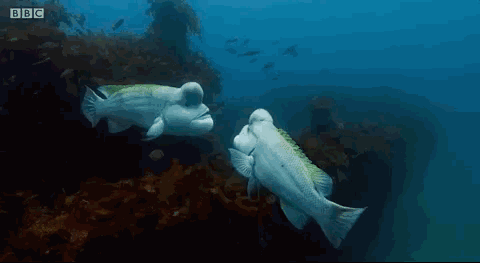 07.gif