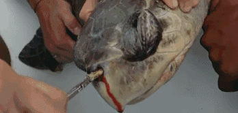 22.gif