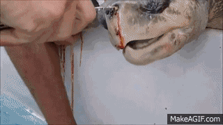 23.gif