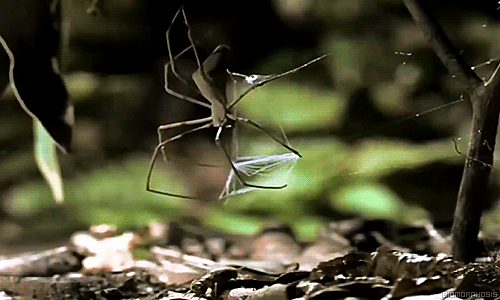 01.gif