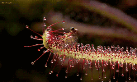 03.gif