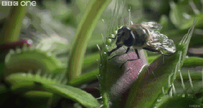 04.gif