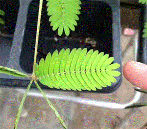 05.gif