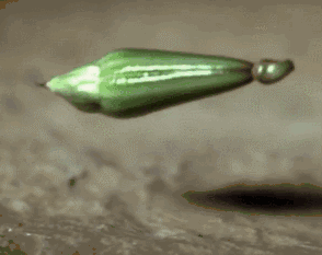 06.gif